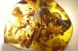一枚罕见的琥珀中包裹了一只史前海洋动物“菊石”