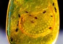古生物学在距今约一亿年在琥珀中首次发现甲壳动物