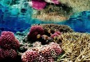 珊瑚生长模式并不随机 或有帮助于修复珊瑚礁