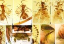 石探纪科学团队于缅甸琥珀中发现两个缺翅虫目新种